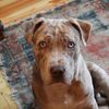 Bed-Stuy Woman Says Cop Fatally Shot Her Dog In The Park Without Cause